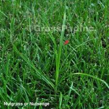 See full list on wikihow.com Pin On Gardening