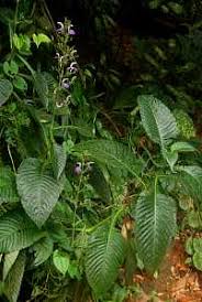 Image result for Brillantaisia madagascariensis