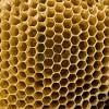 Although they are not protected, we do everything we can to remove honey bees without harming them jg pest control is able to provide a same day response and emergency bee nest removal in the evenings and on weekends in many parts of the. 1