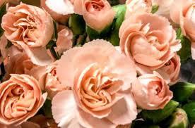 Maybe you would like to learn more about one of these? Davis Wholesale Florist