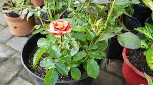 Karena dalam dunia penjualan online, deskripsi produk bisa disebut sebagai ujung tombak penjualan. Contoh Teks Deskripsi Tentang Bunga Mawar Dalam Bahasa Inggris Informasi Seputar Tanaman Hias Cute766