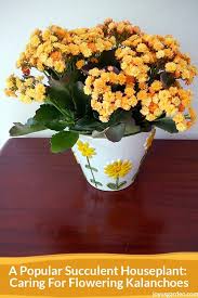 This beautiful trailing indoor plant can be grown in small colorful pots. Caring For Flowering Kalanchoes A Popular Succulent Houseplant
