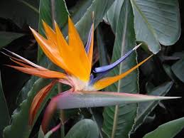 Bird Of Paradise Propagation From Seed Birds Of Paradise Can Be Propagated Through Division Or Seeds Birds Of Paradise Plant Birds Of Paradise Flower Birds Of Paradise