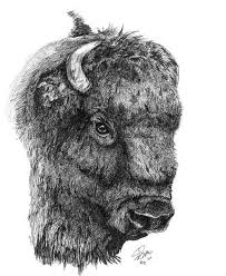 Bison Head Wetcanvas Buffalo Art Animal Art Drawings