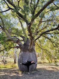 Click here to play the animation. Brachychiton Rupestris Qld Bottle Tree Landscaping Brisbane Pool Design Aesthetic Pools And Landscapes