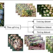 However, pests and diseases, such as. Pdf Ai Powered Banana Diseases And Pest Detection