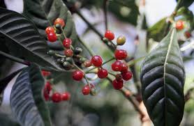 Image result for Psychotria palustris