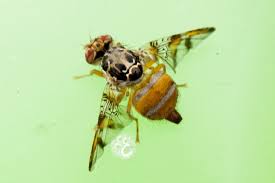 Tyroni causes more than $28 million in damage to australian fruit crops a year. Fruit Fly Agriculture And Food
