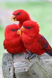 Red Feathers Papaganlar Cok Sirin Hayvanlar Guzel Kuslar