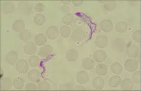 Image result for Telosma africana