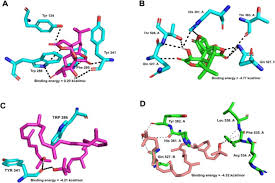 Image result for Multidentia crassa
