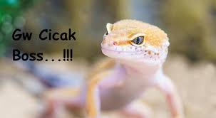 Maybe you would like to learn more about one of these? Fakta Dan Mitos Tentang Cicak Kaskus