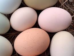 Although there are several color varieties available, here in the us only salmon and white are recognized colors. 11 Breeds Of Chickens That Lay Pink Eggs