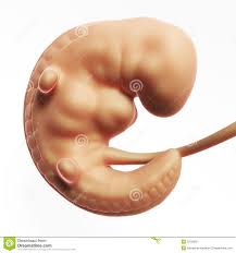Mes Humano 1 Do Feto Ilustracao Stock Ilustracao De Fisiologia 30722021
