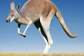 There are no awards for this game! How Many Legs Does A Kangaroo Have Discover Wildlife