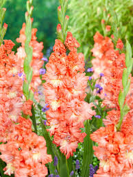 Image result for Gladiolus melleri