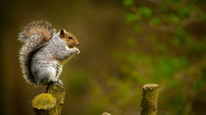 squirrels