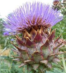 Cynara Cardunculus Cardoon Artisjok