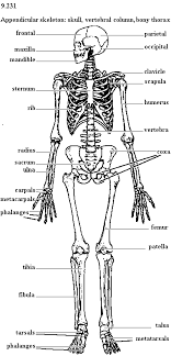 The central nervous system (cns) is the part of the nervous system consisting primarily of the brain and spinal cord.the cns is so named because the brain integrates the received information and coordinates and influences the activity of all parts of the bodies of bilaterally symmetric animals—i.e., all multicellular animals except sponges and jellyfish. Brain Label Diagram Shefalitayal