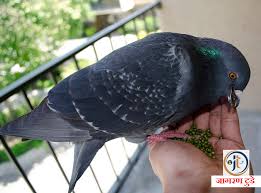 Image result for चिड़िया दाना खाती