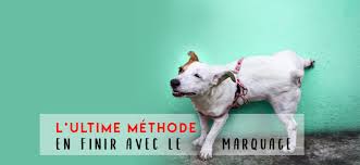 4 Solutions De Pro Pour Mettre Fin Au Marquage Urinaire De Votre Chien