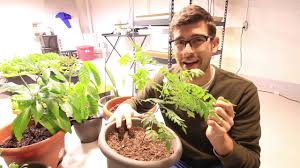How To Grow Curry Leaf Plant Gardening Channel