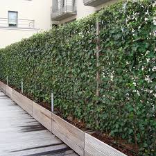 Privacy With Plants The Garden Glove Modern Design Hinterhof Privatsphare Hintergarten Immergrune Pflanzen