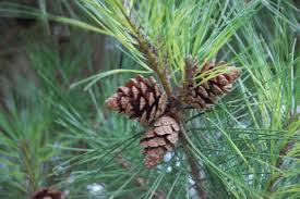 Ciri Ciri Tumbuhan Biji Terbuka Atau Gymnospermae Dan Golongan Gymnospermae Ensikloblogia