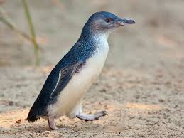 Penguins (order sphenisciformes, family spheniscidae) are a group of aquatic, flightless birds living almost exclusively in the southern hemisphere.the number of penguin species is debated. Australia Used To Be A Haven For Giant Penguins Science Smithsonian Magazine