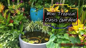 Easy and simple landscaping ideas and garden designs, drawing cheap pool landscaping ideas for backyard, front yard australian gardening cubit: Mini Tropical Garden Vlog Youtube