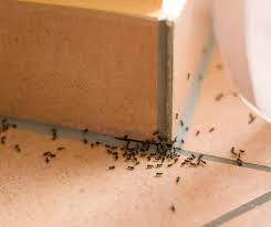 Shop pest control and more at the home depot. Keep Crawling Pests Away From The House Perimeter Pest Control Superior Lawn Care