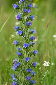 Washington state's liquor and cannabis board is permitting legal marijuana retailers to dole out free joints to those who've taken at. Echium Vulgare Wikipedia