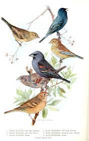 Animal Bird Indigo Grossbeak Vintage Bird Illustration Vintage Birds Bird Printables
