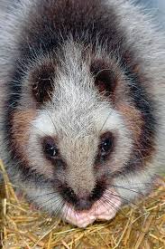 The northern luzon giant cloud rat (phloeomys pallidus) is a nocturnal rodent. Don T Get Bit Northern Luzon Giant Cloud Rat The Northern Luzon
