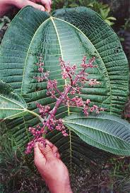 Image result for Microcharis annua