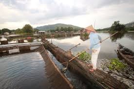 Ikan dalam mimpi dikaitkan dengan jodoh ataupun wang. Puluhan Ton Ikan Nila Di Keramba Jala Apung Sungai Tamiyang Kalsel Mati Mendadak
