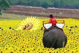 Keindahan flora berwarna terang itu dapat dinikmati di ladang seluas 0.8 hektar di bagan sungai burung di. Kembara Padang Bunga Matahari Di Saraburi Thailand Wanista Com