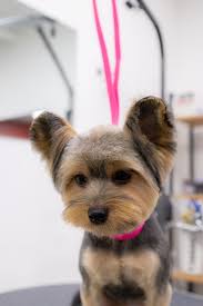 Image result for yorkshire haircut