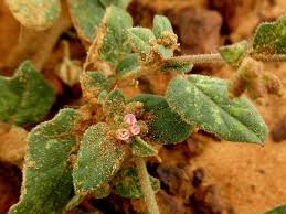 Image result for Boerhavia diffusa