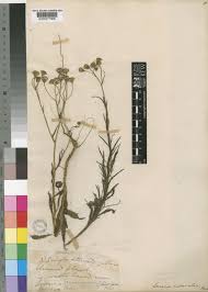 Image result for Senecio madagascariensis