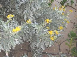 Image result for Sophora inhambanensis