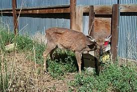 Chronic Wasting Disease Wikipedia