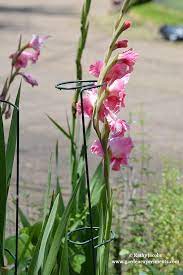 Pin On Yard Garden