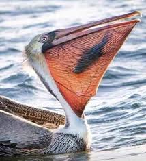 Bird With Big Mouth Name Pin On Nature Bird Photos
