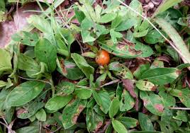 Image result for Leptactina benguelensis