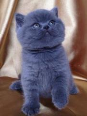 British Shorthair Antalya Fiyatlari Ikinci El Sifir Kiralik Ilanlar