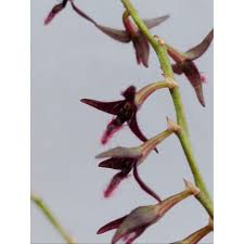 Image result for Bulbophyllum saltatorium