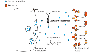 Image result for Peripheral Nervous System
