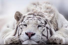 White Tiger Facts For Kids All About White Tiger Kidz Feed