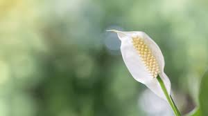 We did not find results for: Why Peace Lilies Stop Flowering 7 Reasons Solutions